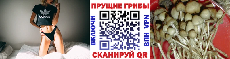 где найти наркотики  Кизилюрт  Галлюциногенные грибы Magic Shrooms 